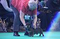 Crufts_dachshunds 052